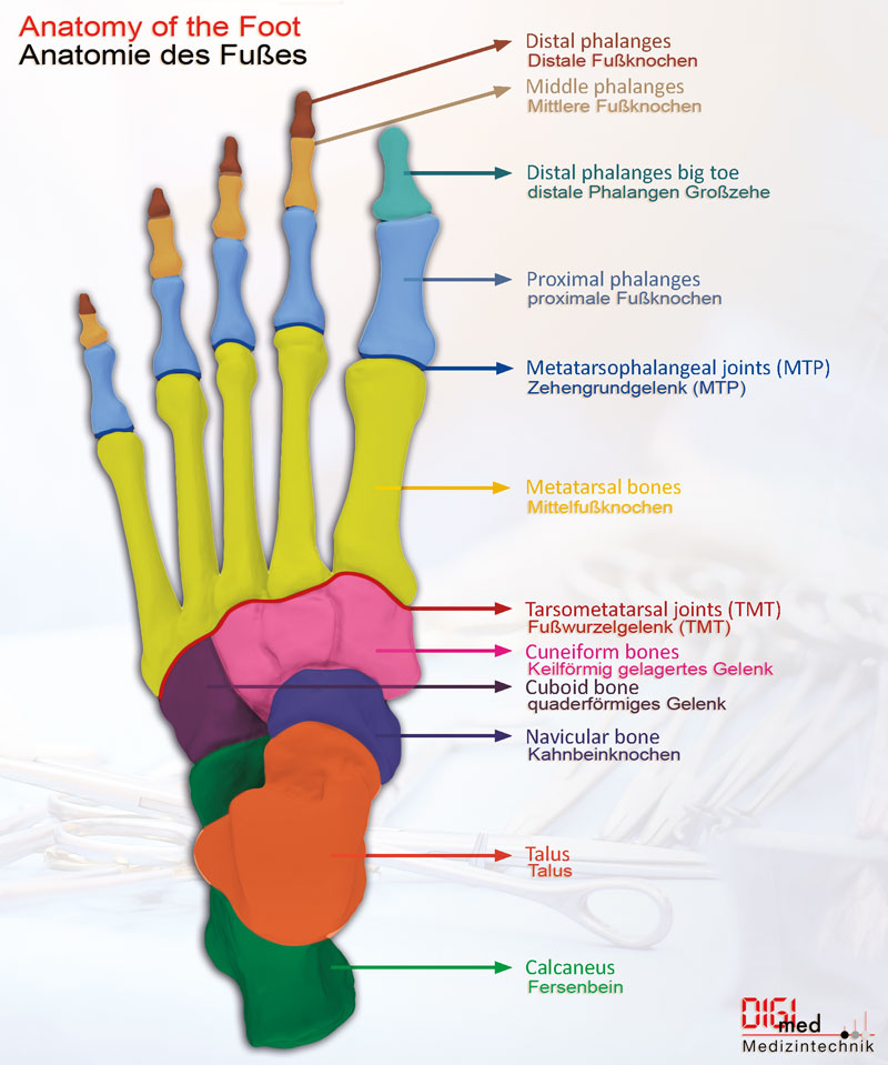 Foot Surgery Anatomy English
